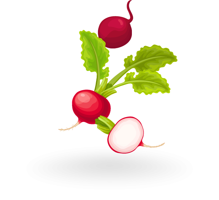 Le radis - Fiche légume, valeurs nutritionnelles, calories, santé